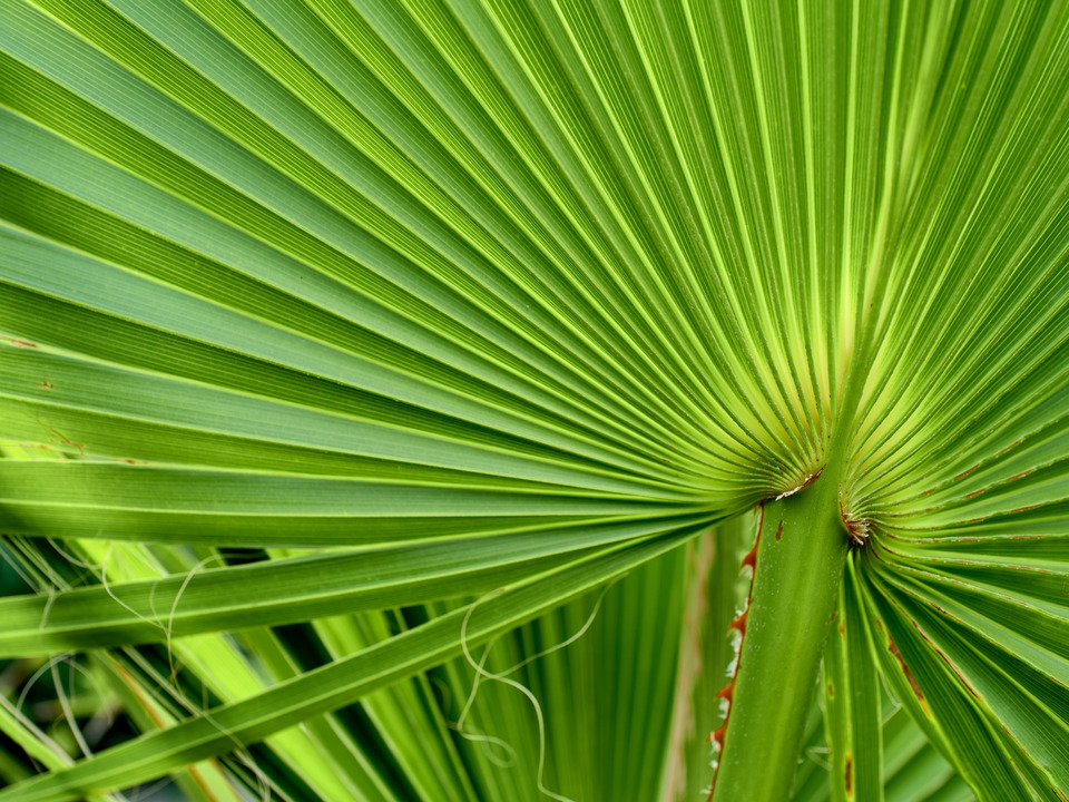 Green Palm Abstract