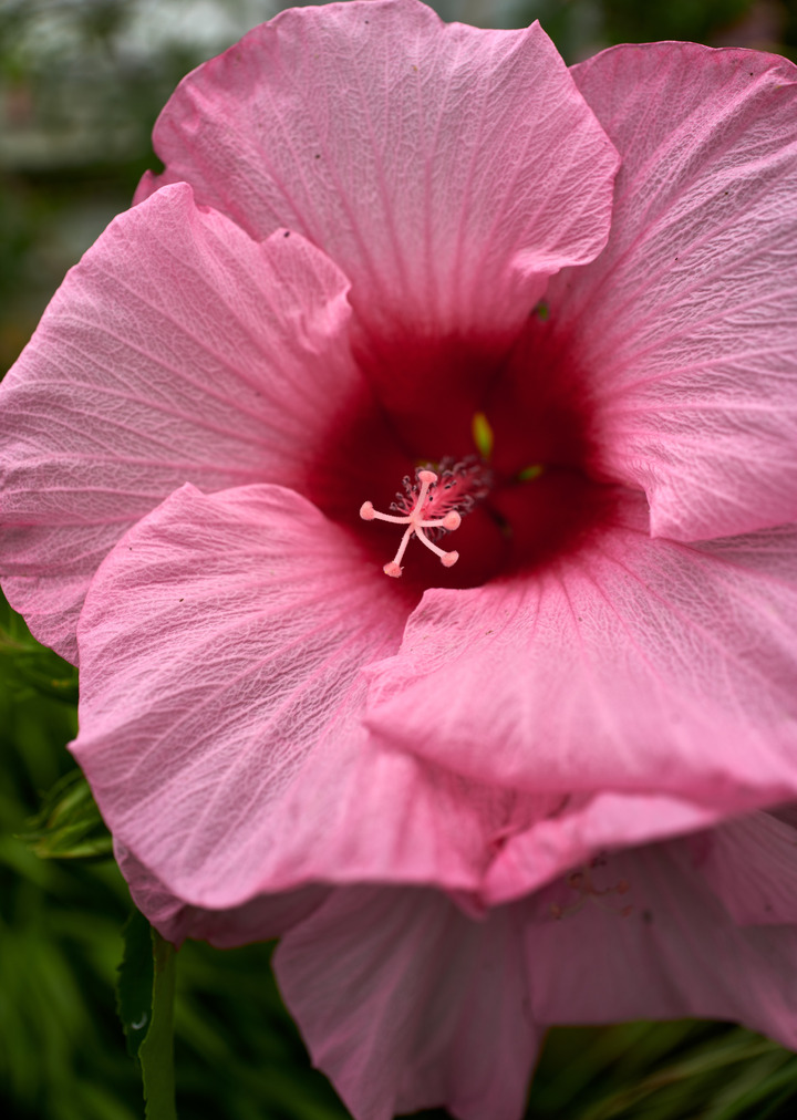 Pink Hibiscus