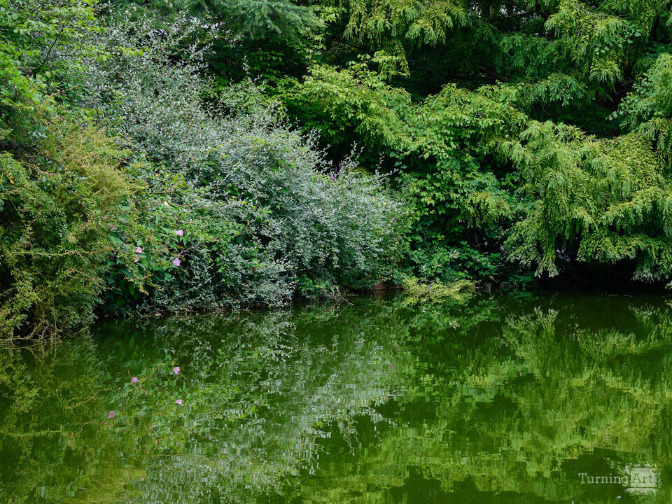 Pond Reflections