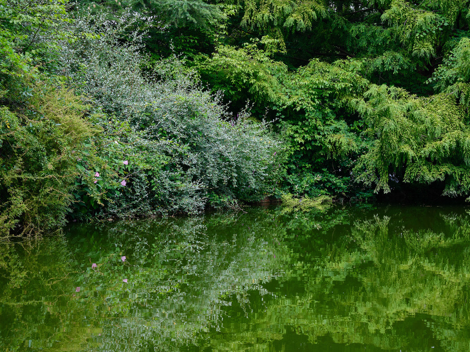 Pond Reflections