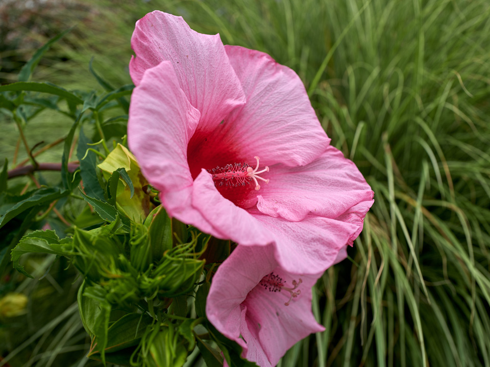 Pink Hibiscus II