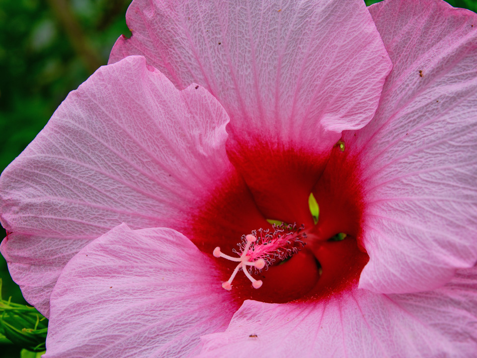 Pink Hibiscus III