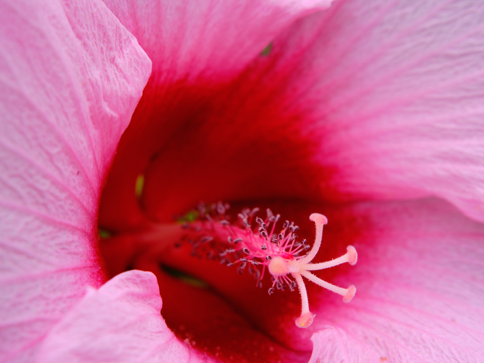 Pink Hibiscus IV