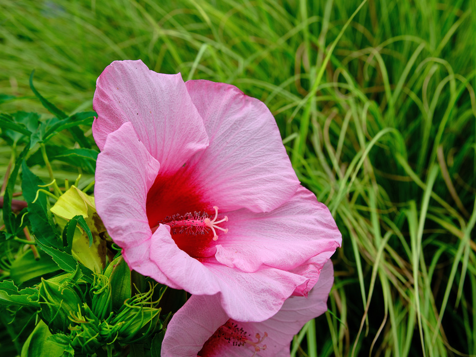 Pink Hibiscus V