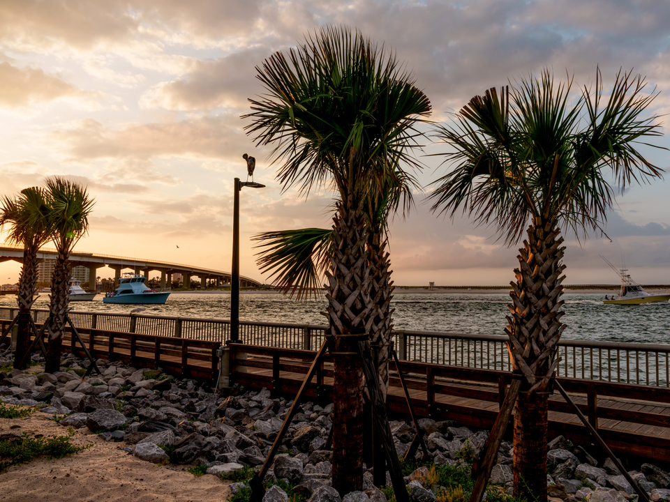 Palm Trees Perdido Pass Sunrise