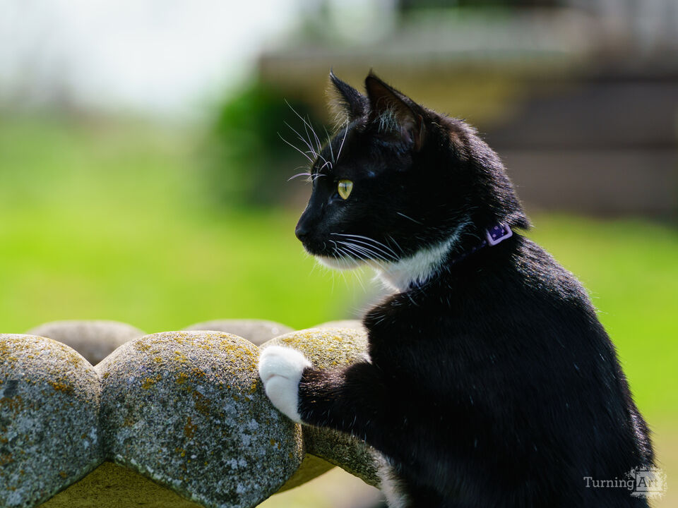 Bellas First Birdbath Adventure