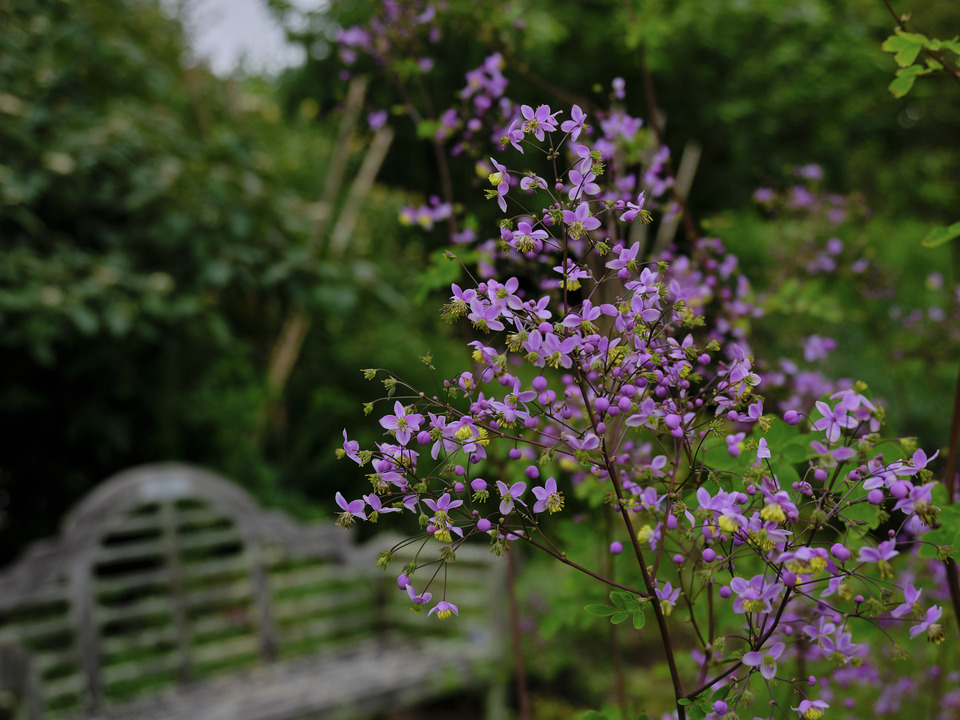 Purple Flowers and Old Bench