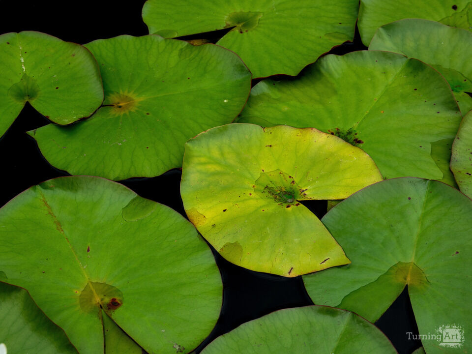 Bright Green Lilly Pads in a Pond