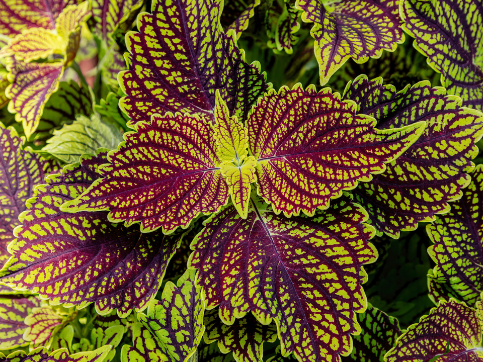 Coleus