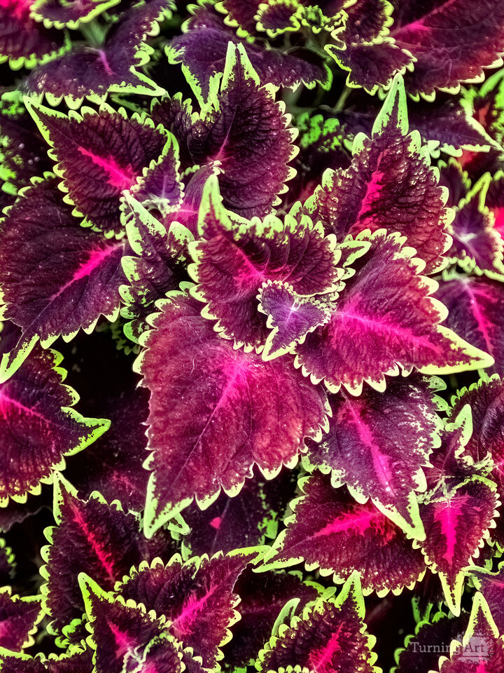 Coleus