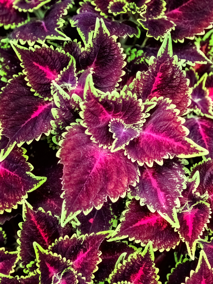 Coleus