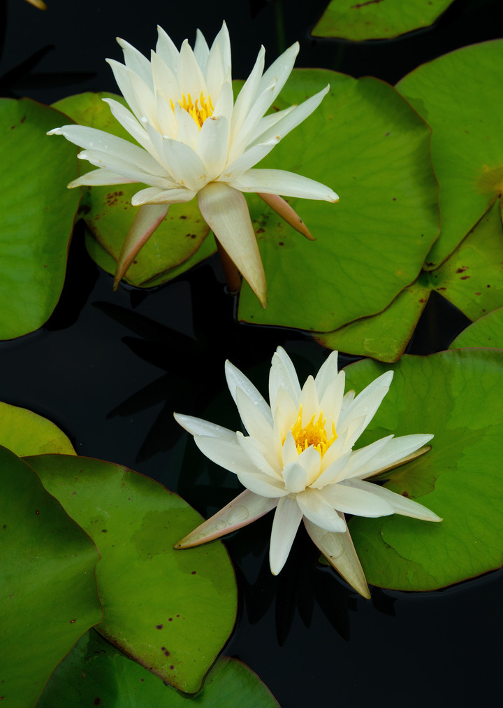 White Waterlillies