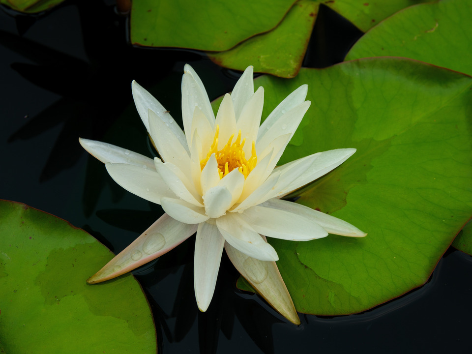 Waterlilly in a pond