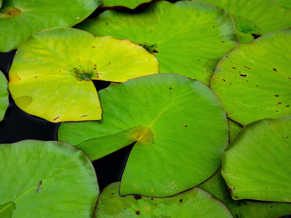 Bright treen Lilly Pads