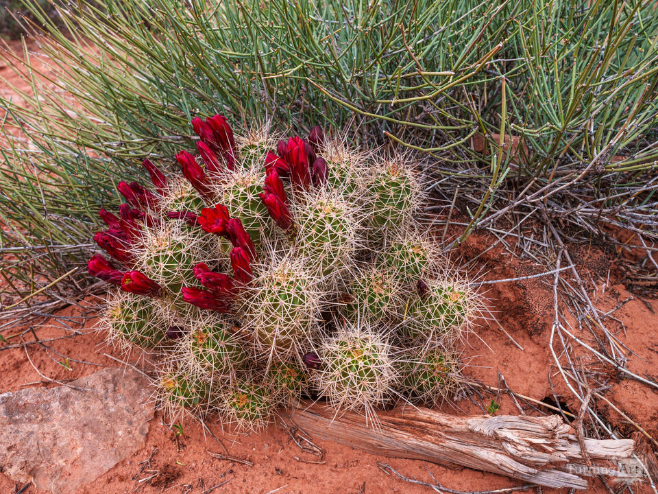 Claret Cup Cactus In Canyonlands