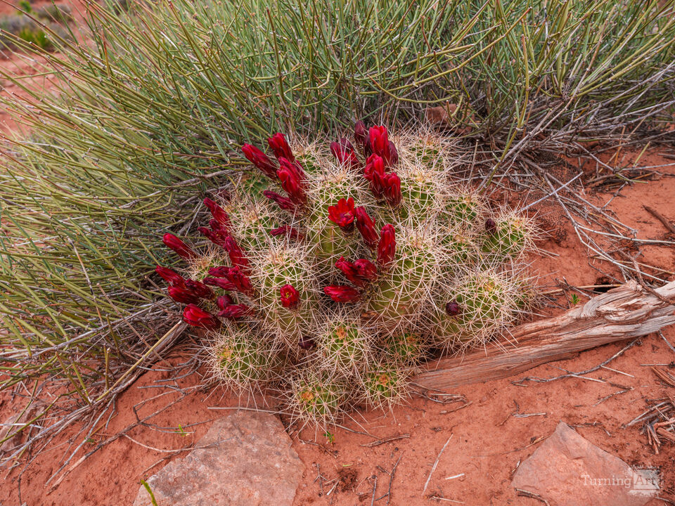 Canyonlands Claret Cup Cactus