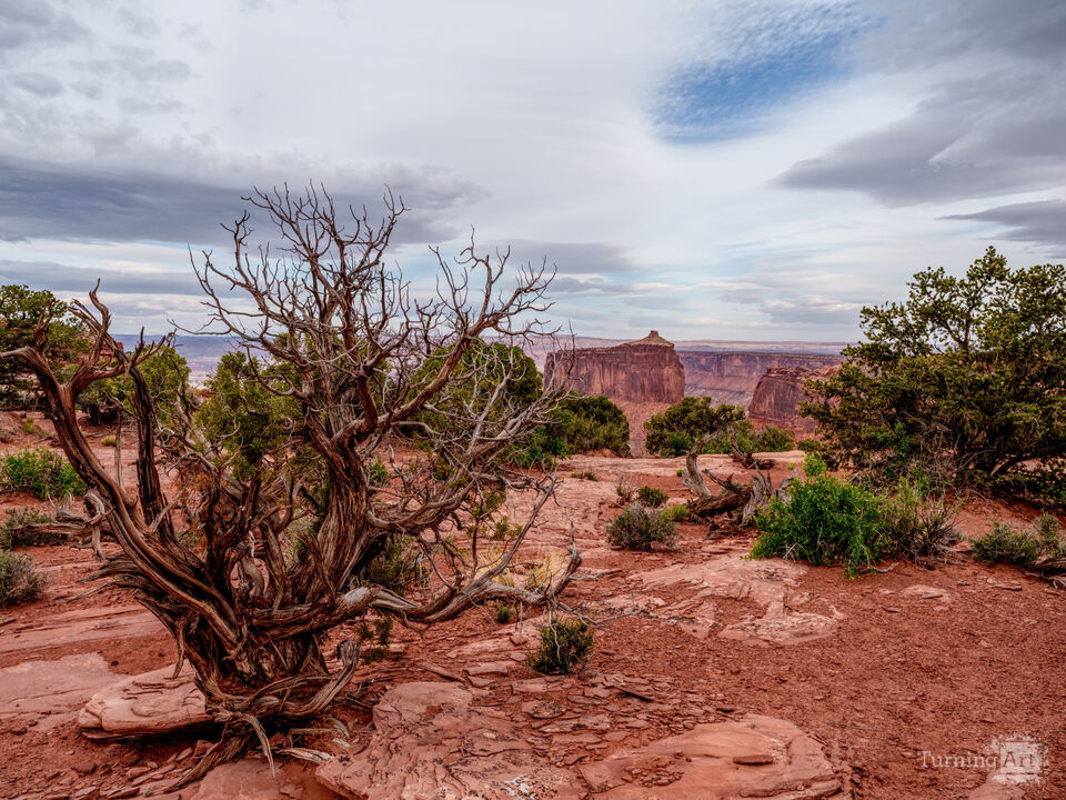 Bare Juniper A Holeman Spring Canyon