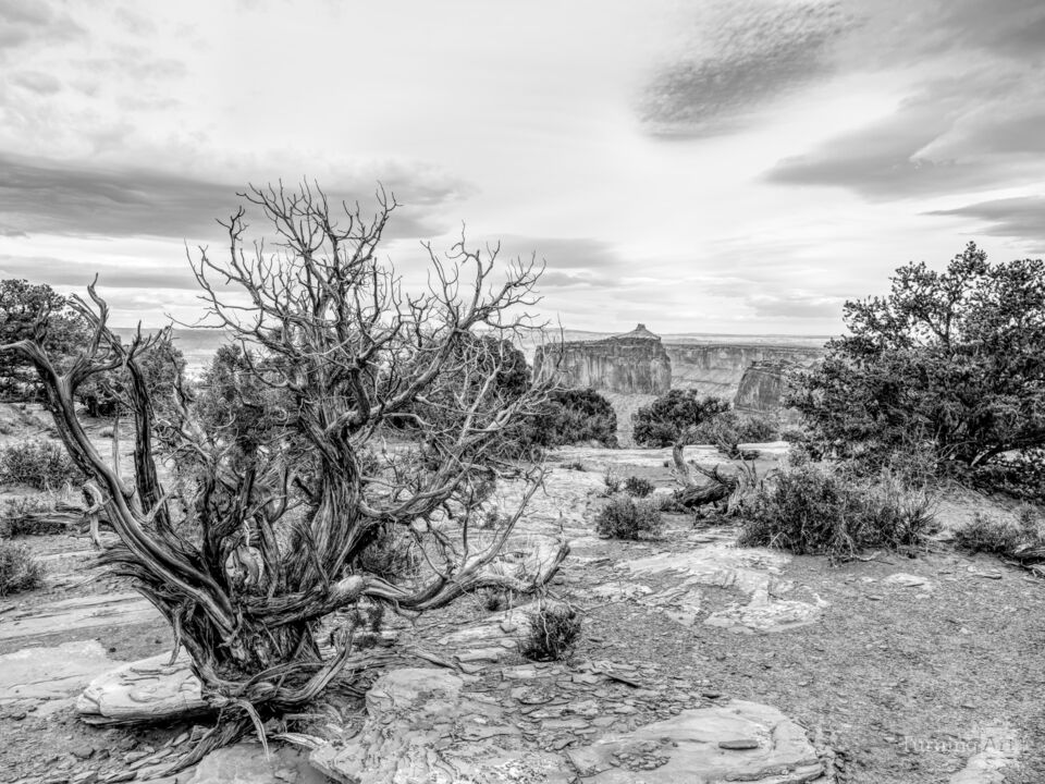 Bare Juniper A Holeman Spring Canyon Grayscale