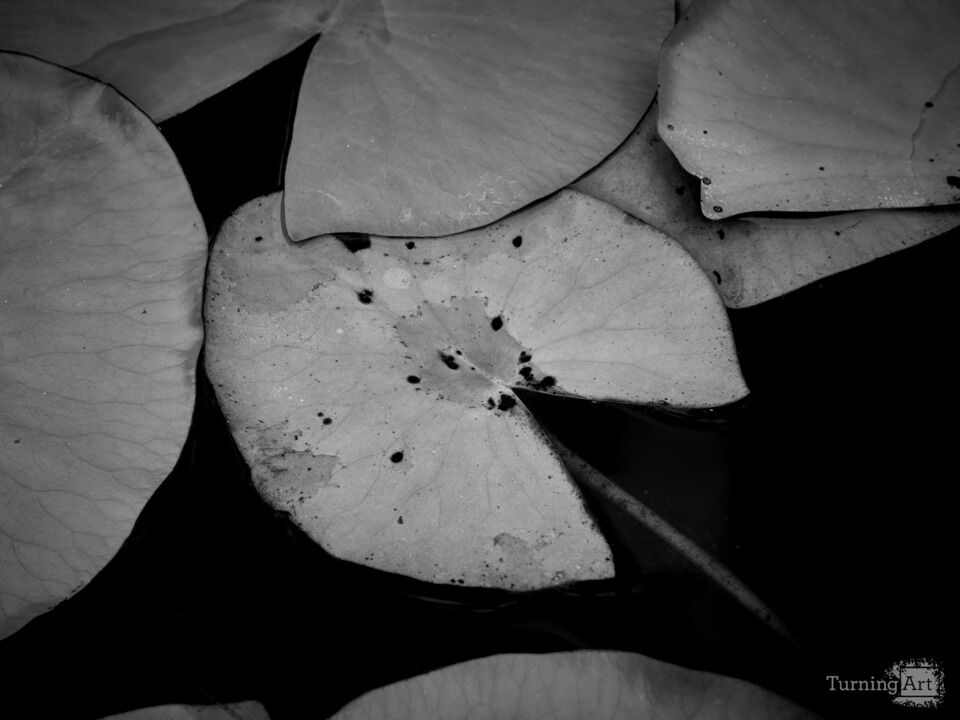 Lilly Pads in Black and White