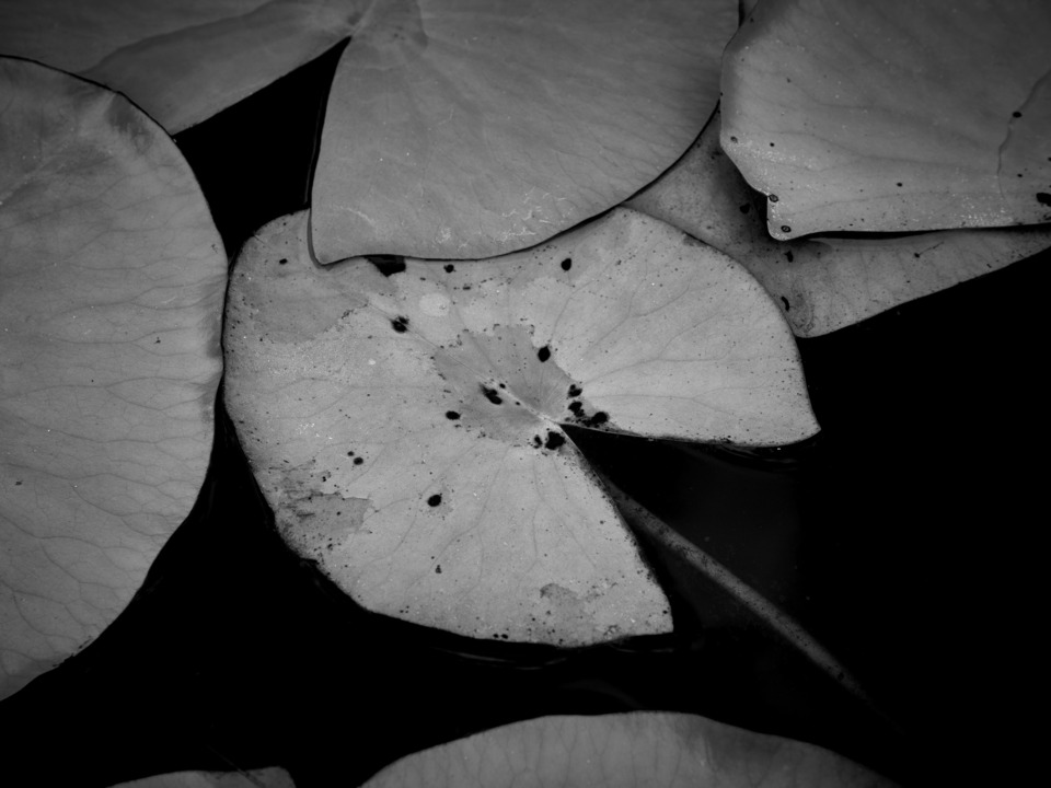Lilly Pads in Black and White