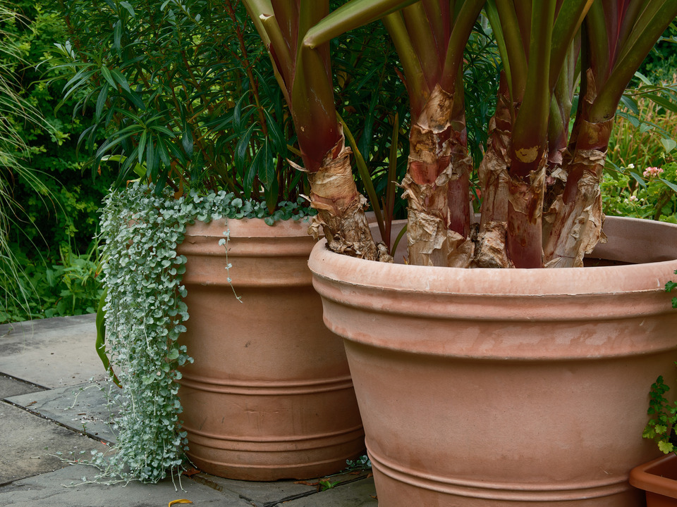 Clay Planters at the Gardens