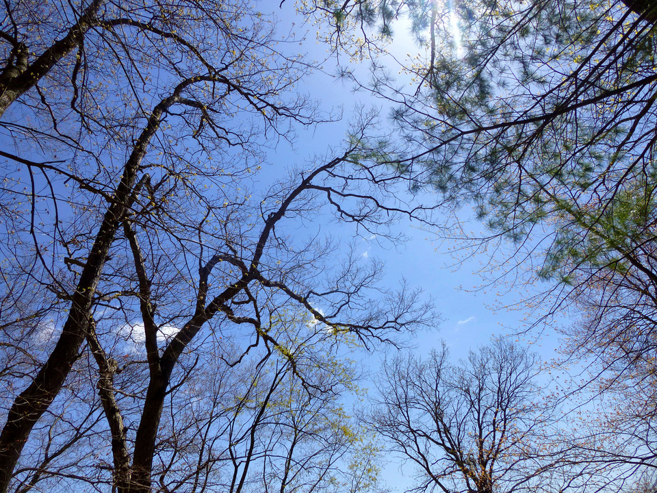 Shapes of Early Spring Tree Branches