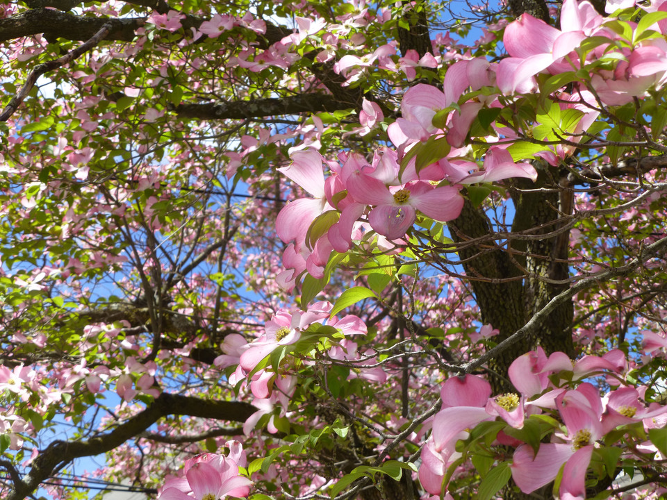 Magnolia Tree flowers