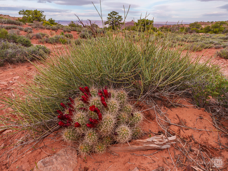 Claret Cup Cactus Canyon Background