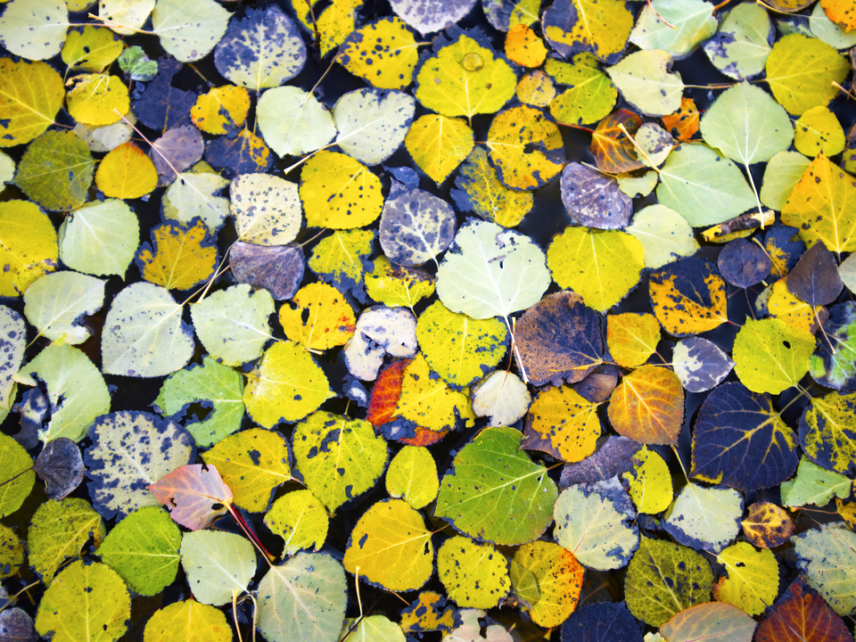 Autumn Collage