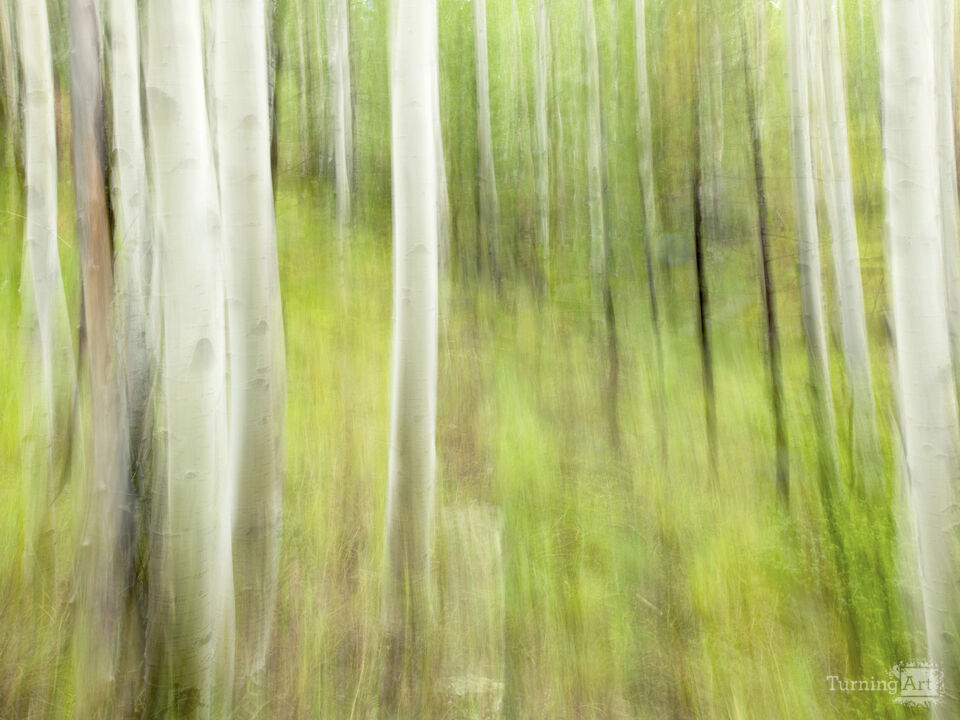 Lasting Impressions, Lockett Meadow
