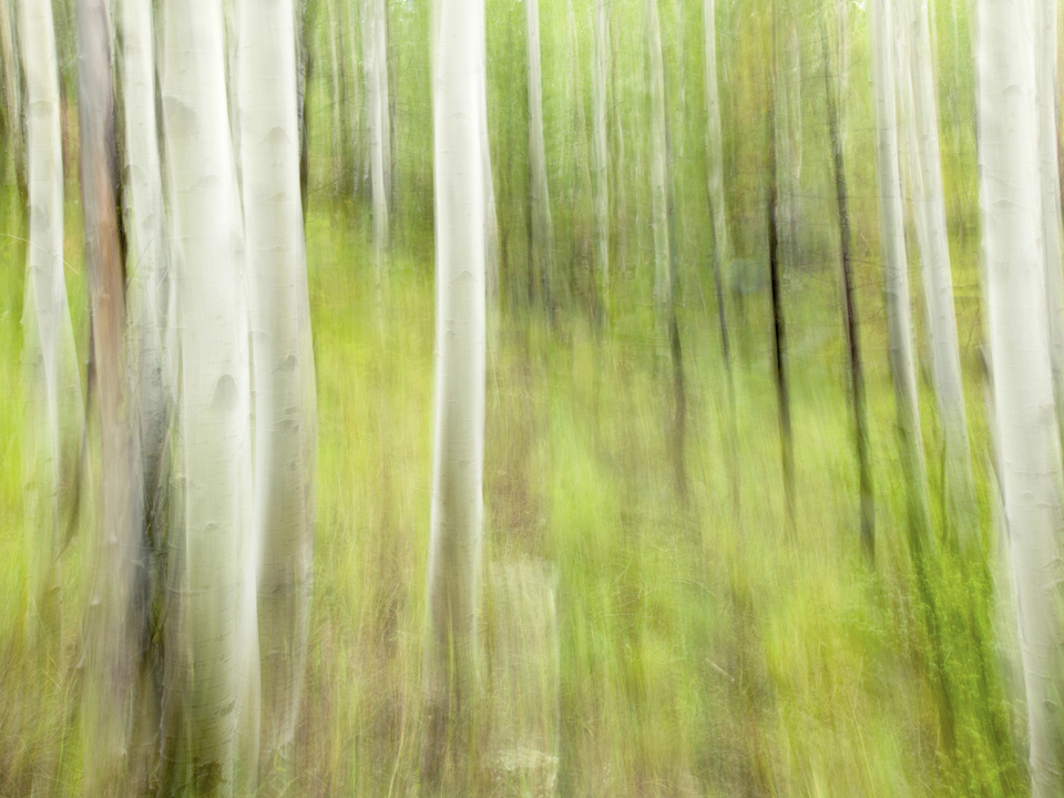 Lasting Impressions, Lockett Meadow