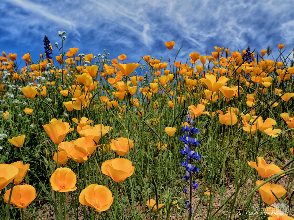 Wildflowers Galore