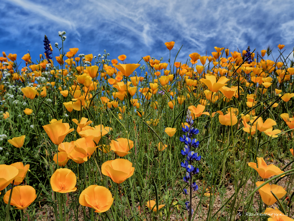 Wildflowers Galore