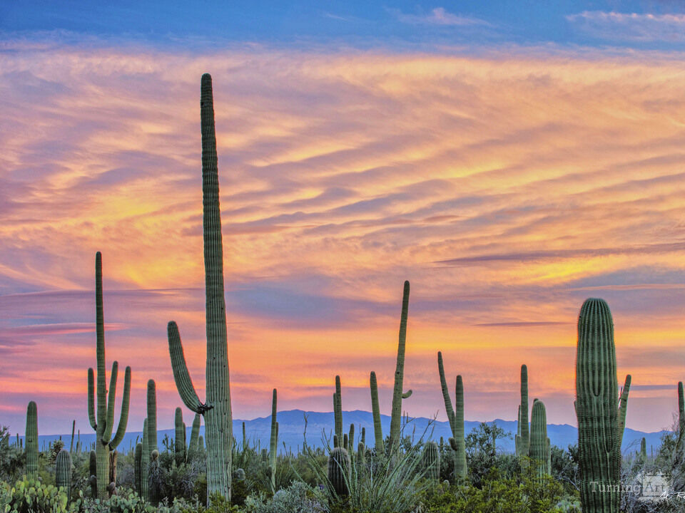Saguaro Sunset