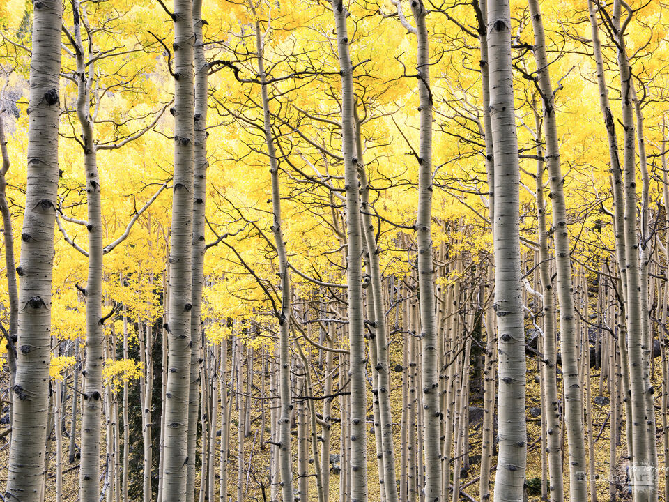Mountain Living: Aspens Grove, San Francisco Peaks