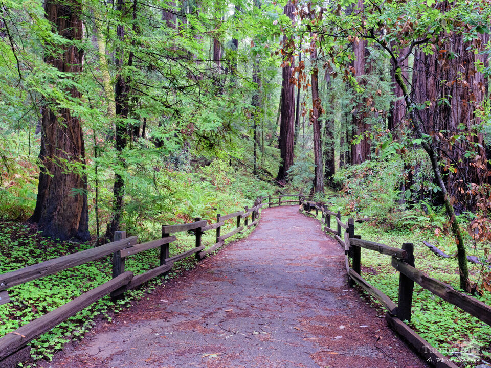 Muir Woods, California