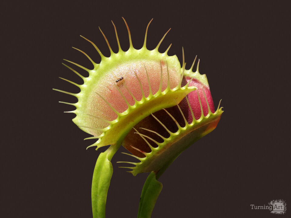 Something to Think About When You Think About Ants