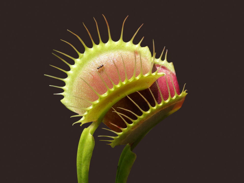 Something to Think About When You Think About Ants