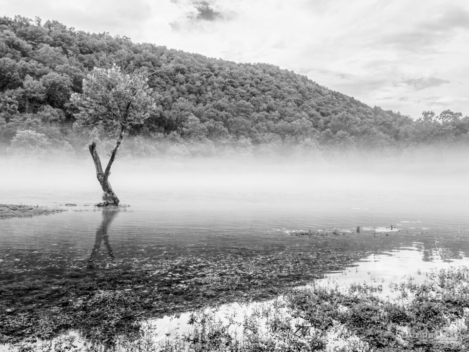 Mystical Fog Over Lake Taneycomo Grayscale