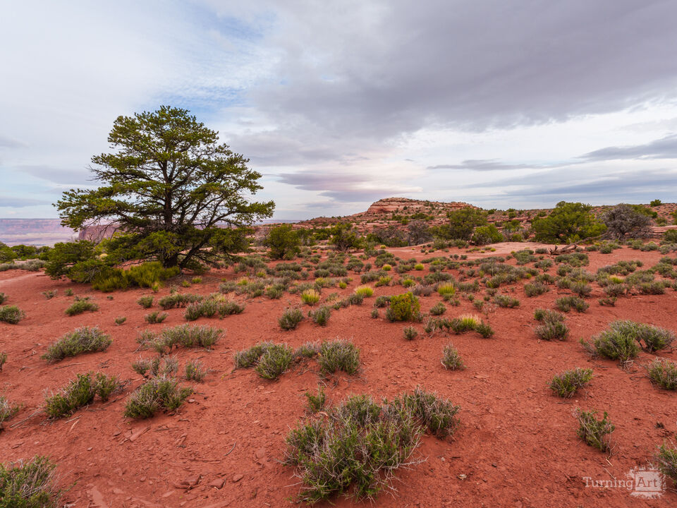 Trail View To Holeman Spring Canyon