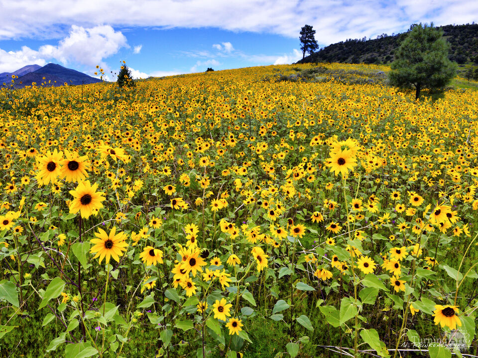 Flowered Mountainside