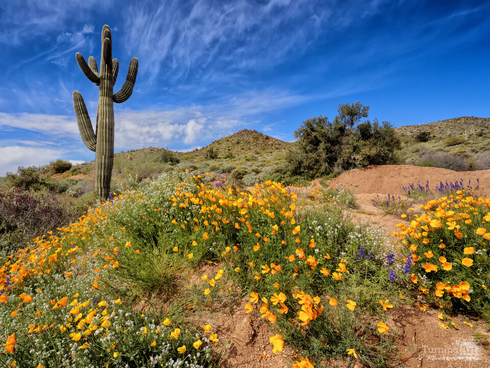 Spring Fling, Bartlett Lake, Arizona