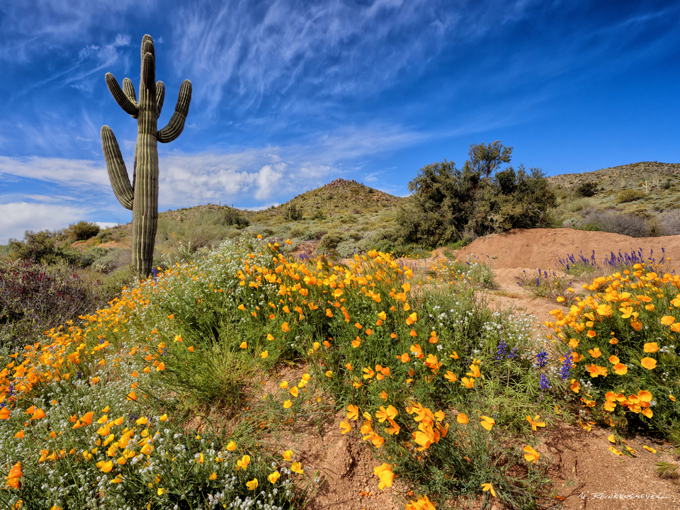 Spring Fling, Bartlett Lake, Arizona