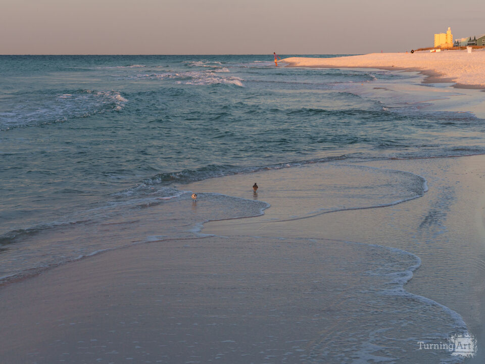 Sanderlings Morning Fishing Pensacola