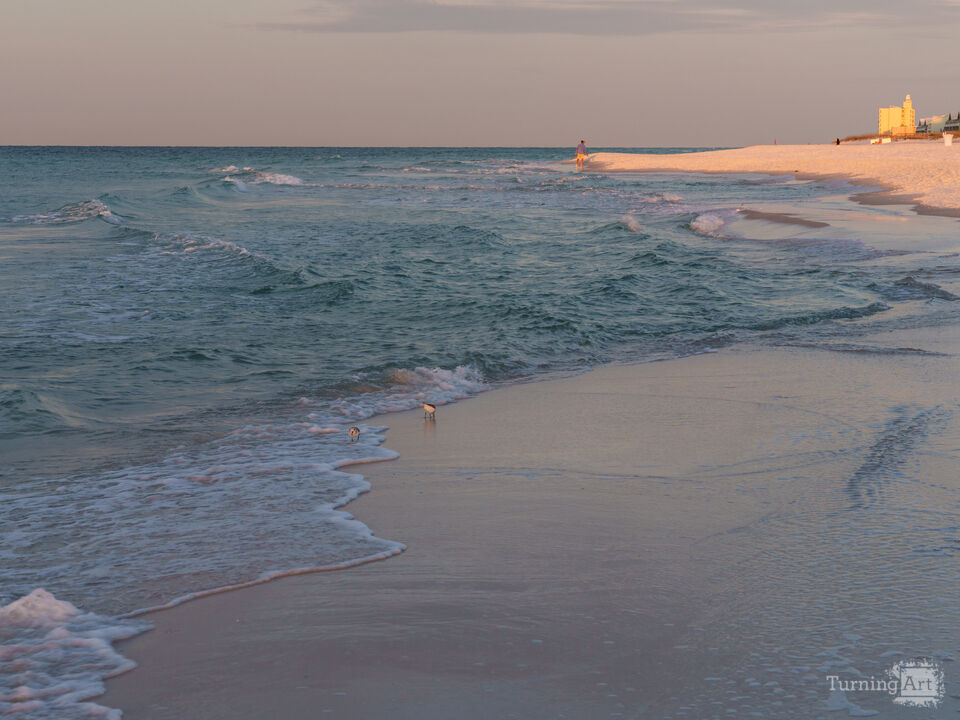 Sanderlings at Sunrise Pensacola Beach
