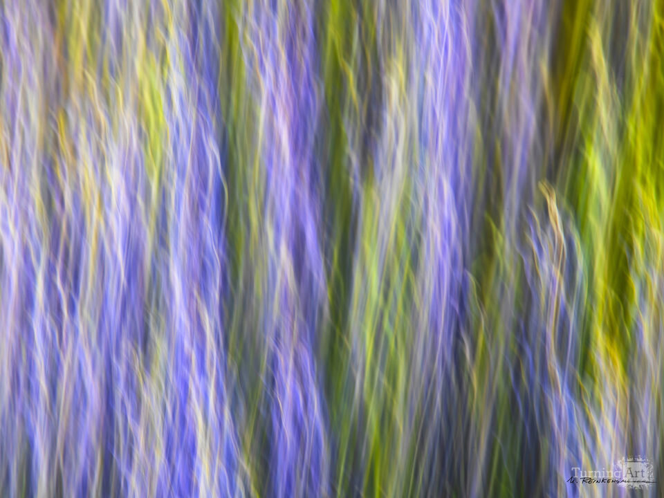 Wildflower Impressions, Bartlett Lake, Arizona