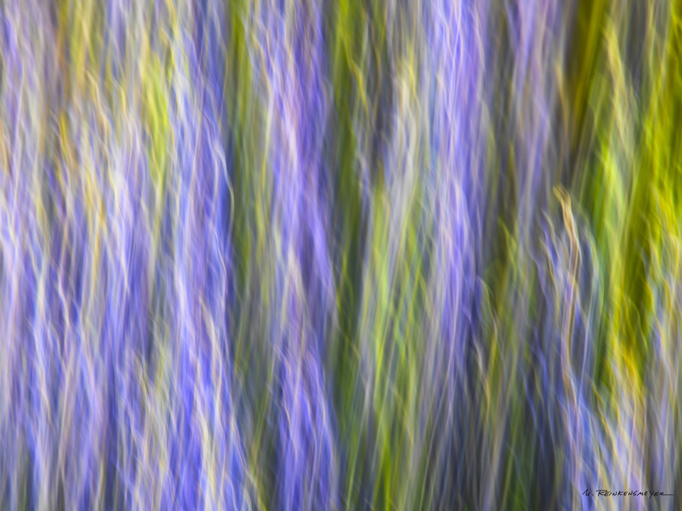 Wildflower Impressions, Bartlett Lake, Arizona