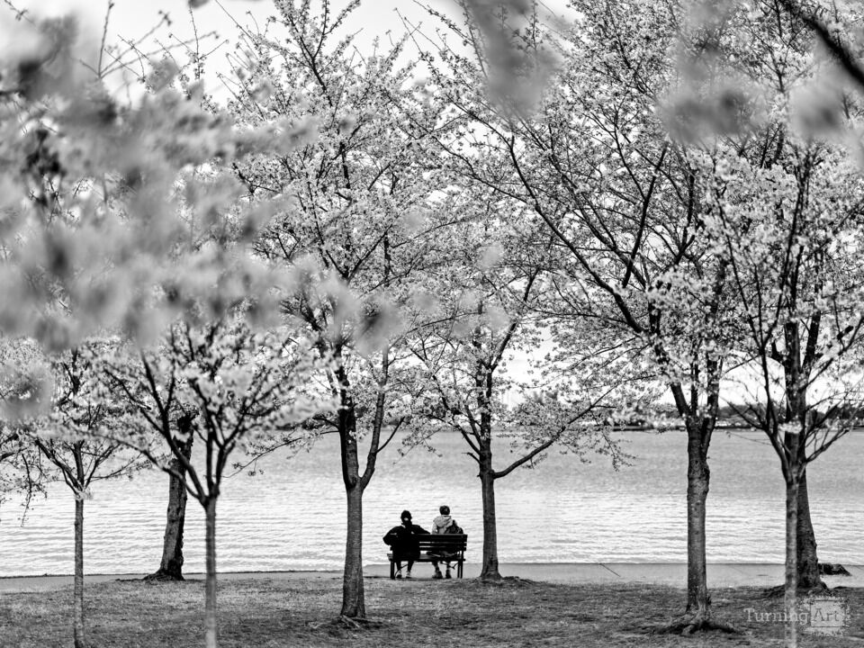 Amongst the Cherry Blossoms / Black and White