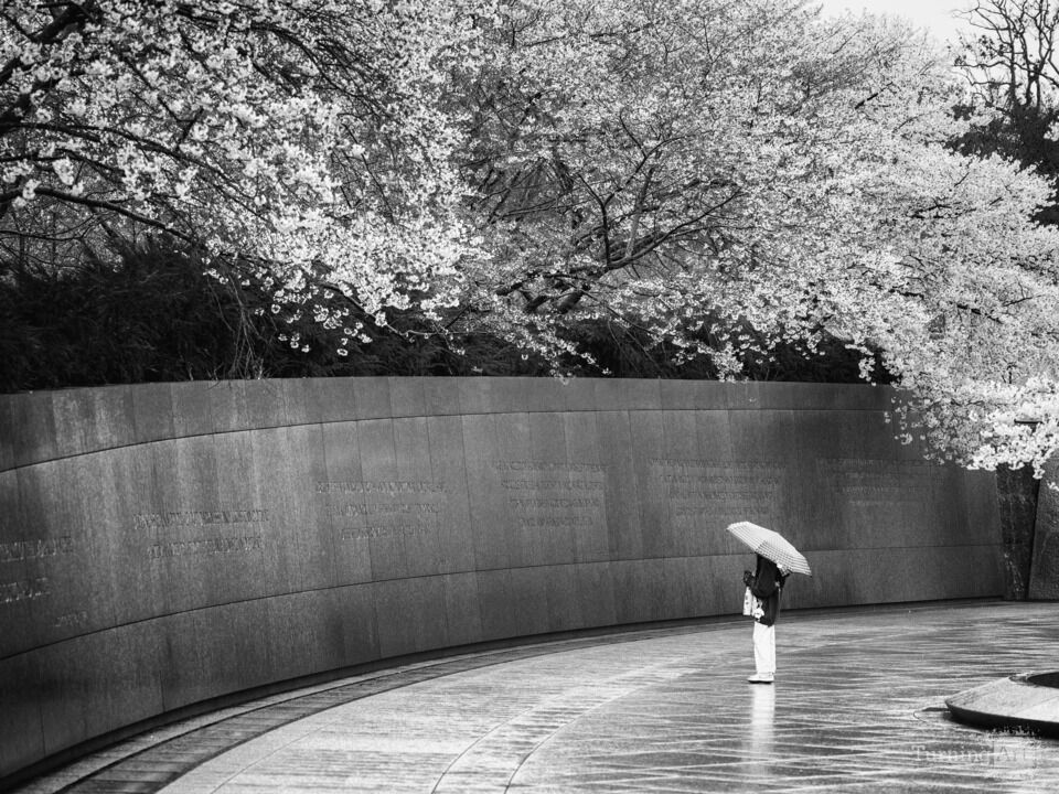 Cherry Blossoms at MLK Memorial / Black & White