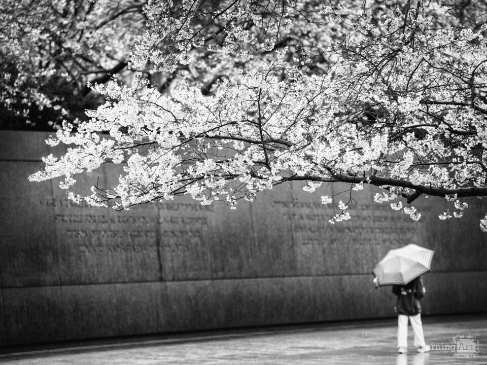 Cherry Blossoms in the Rain / Black and White